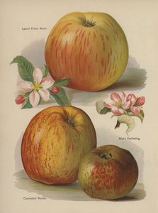 Lanes Prince Albert, Allens Everlasting, Chelmsford Wonder door English School